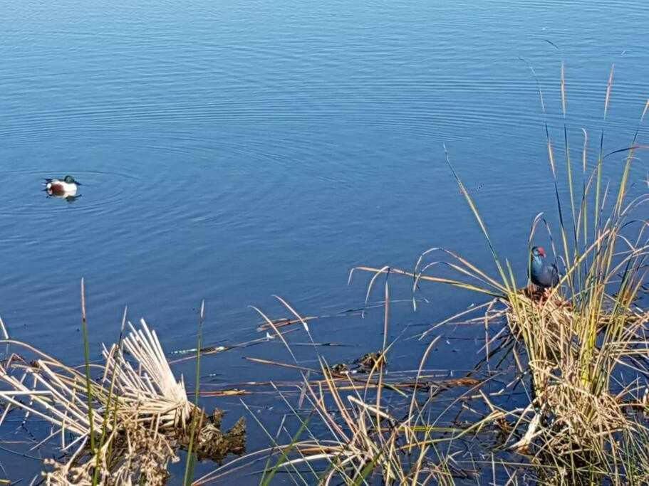 Ria Formosa Pineview Villa FAO Kültér fotó
